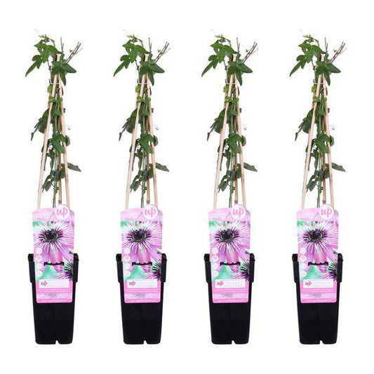 Passionsblume - Passiflora 'Purple Haze' - ↨65cm - Ø15cm - 4 Stück