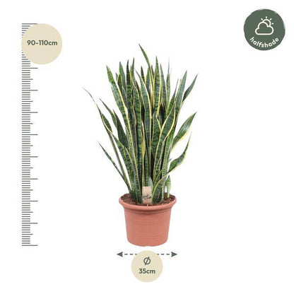 Bogenhanf - Sansevieria Laurentii - Zimmerpflanze - 100cm - ø35cm