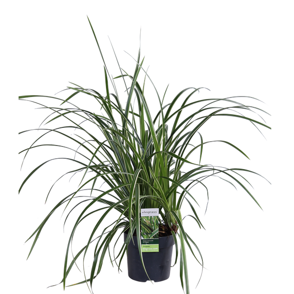 Japan-Segge - Carex morrowii 'Icedance' - ↨30cm - Ø14cm - 3 Stück