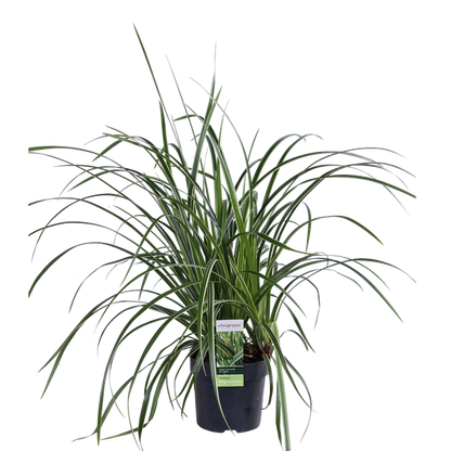 Japan-Segge - Carex morrowii 'Icedance' - ↨30cm - Ø14cm - 3 Stück
