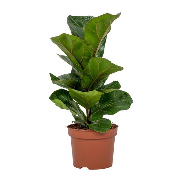 Geigen-Feige - Ficus Lyrata - Zimmerpflanze - Ø12cm - ↕30cm