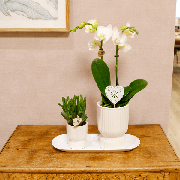 Pflanzenset Weiß - Grünpflanzen mit weißer Phalaenopsis-Orchidee in weißen Ziertöpfen auf weißem Tablett