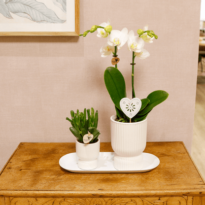 Pflanzenset Weiß - Grünpflanzen mit weißer Phalaenopsis-Orchidee in weißen Ziertöpfen auf weißem Tablett