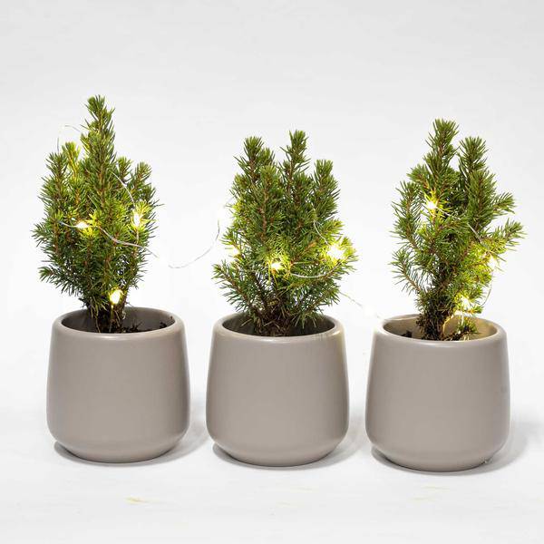 Mini-Weihnachtsbaum Set 3 - Inklusive 3x Topf Joey grau + 20 led Lichter 