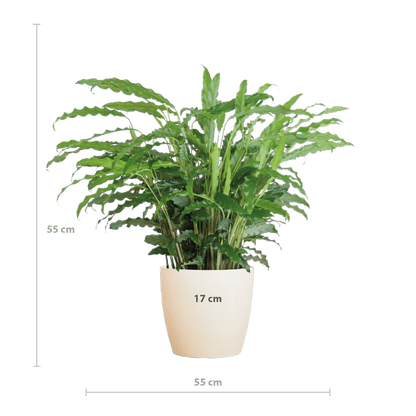 Calathea Rufibarba - Korbmarante - Zimmerpflanze - ↕55cm - Ø17cm + Topf Viber Weiß