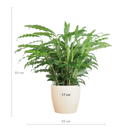 Calathea Rufibarba Korbmarante – Zimmerpflanze Ø17cm – ca. 55cm hoch – samtige Blätter – inkl. Viber Weiß Topf 