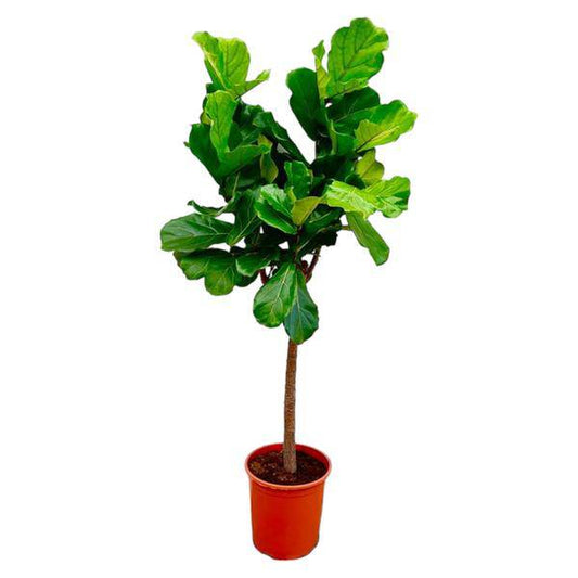 Ficus Lyrata – Echte Geigenfeige auf Stamm – Feigenbaum – 150cm – Ø30cm – Elegante Zimmerpflanze mit großen Blättern – Pflegeleichte Grünpflanze für Wohnzimmer und Büro 