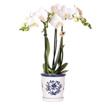 Orchidee Amabilis Weiß – Zimmerpflanze mit 2–3 Stielen – Im Malaga Ziertopf Blau Ø9cm – Elegante Phalaenopsis für stilvolles Interieur & sommerliches Flair 
