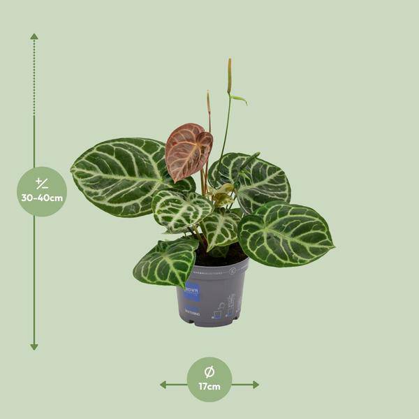 Flamingoblume - Anthurium Kristall-Hybride - Zimmerpflanze - Ø17cm - ↕40cm