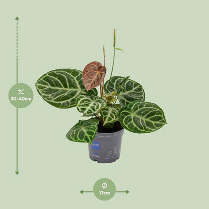Flamingoblume - Anthurium Kristall-Hybride - Zimmerpflanze - Ø17cm - ↕40cm