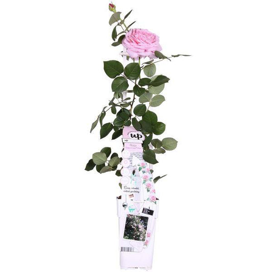 Rosa Rose -Rosa Crazy in love 'Pink' -  Ø15cm - ↕65cm 