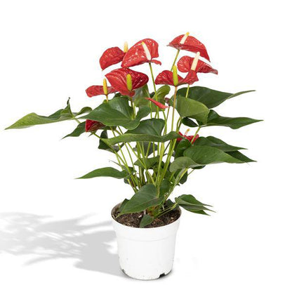 Flamingoblume - Anthurium Rot - Zimmerpflanze - Ø17cm - ↕55cm