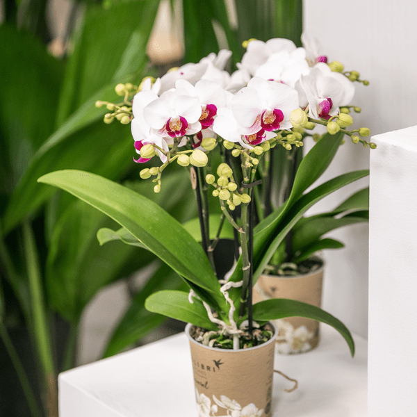 Weiße Phalaenopsis-Orchidee - Mineral Gibraltar - Topfgröße Ø9cm | blühende Zimmerpflanze - frisch vom Züchter - Oasis of Life