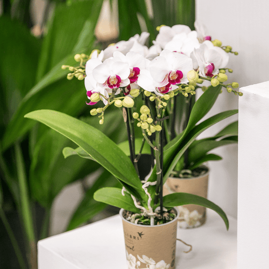 Weiße Phalaenopsis-Orchidee - Mineral Gibraltar - Topfgröße Ø9cm | blühende Zimmerpflanze - frisch vom Züchter - Oasis of Life