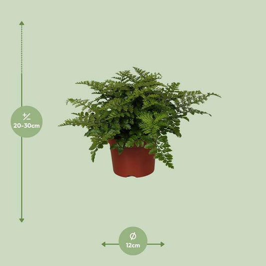 Nestfarn - Asplenium Parvati - Zimmerpflanze - Ø12cm - ↕25cm 
