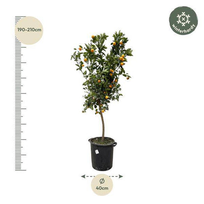Orangenbaum - Zwergorange - Citrus Calamondin - 200cm - ø40cm