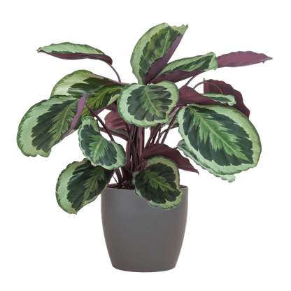 Calathea Medaillon - Korbmarante - Zimmerpflanze - ↕65cm - Ø21cm + Topf Viber Grau