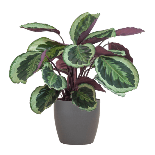 Calathea Medaillon 65cm – Korbmarante Zimmerpflanze Ø21cm im grauen Viber Topf – tropische Grünpflanze mit dekorativen Blättern 