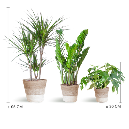 Schatten-Pflanzset Lissabon Weiß – Zimmerpflanzen mit Korb – Halbschatten-Pflanzen-Mix – Monstera, Zamioculcas & Dracaena – Nachhaltiger Jutekorb 