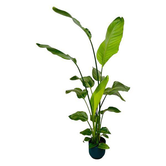 Strelitzia Nicolai – Baum-Strelitzie – Zimmerpflanze ca. 130cm – ø18cm – inkl. Pflanzgefäß Vibes Fold Blau – Weißer Paradiesvogel – Tropische Grünpflanze für Wohnzimmer, Büro & Wintergarten 