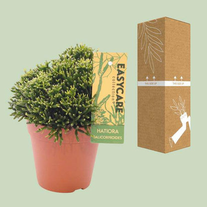 Binsenkaktus - Hatiora Salicornioides - Zimmerpflanze - Ø12cm - ↕22cm