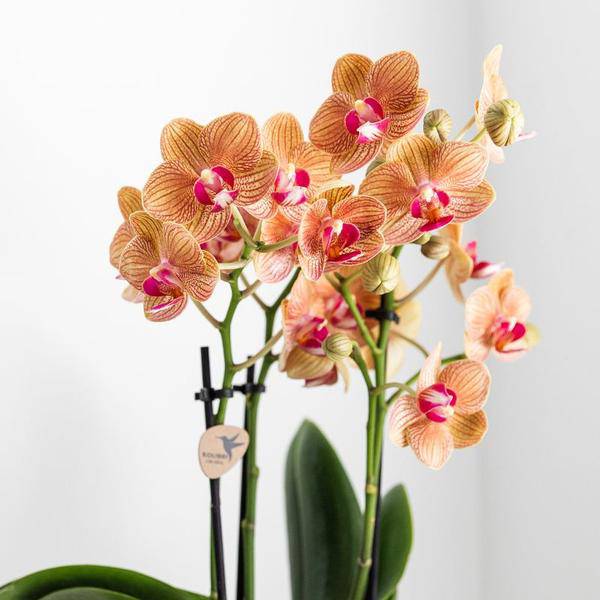 Phalaenopsis Orchidee Weiß - Jamaica + Lush Topf - Topfgröße Ø9cm - 40cm - blühende Zimmerpflanze