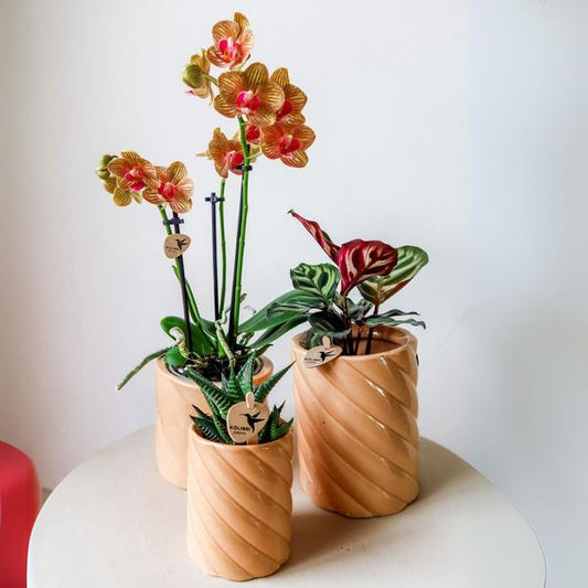 Candy Blumentopf Hoch Pfirsich Ø9cm – Dekorativer Keramiktopf in moderner Form – Pflanzentopf für Orchideen, Grünpflanzen & Sukkulenten – Stilvolle Blumendeko für Wohnzimmer, Küche & Büro 