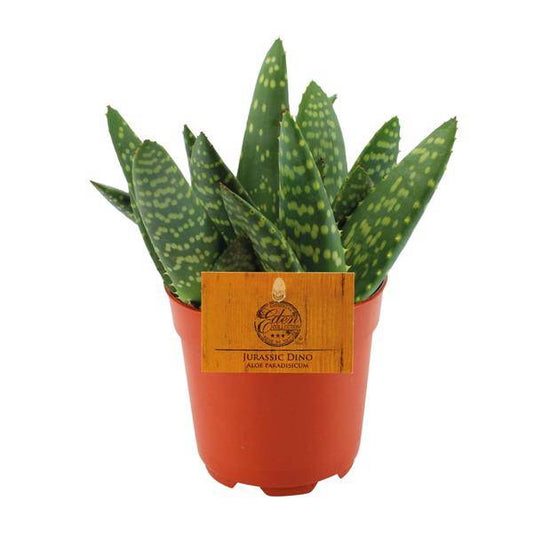Sukkulente Aloe Paradisicum – Zimmerpflanze – Ø10,5 cm Topf – Ca. 15 cm hoch – Pflegeleichte & dekorative Aloe für sonnige Innenräume – Gesund & elegant – Fabien Pflanzen 