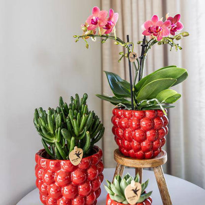 Beeren-Topf - 12cm
