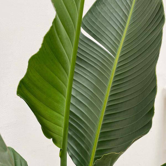 Baum-Strelitzie – Strelitzia Augusta mehrstämmig XXL – 250cm – Ø50cm – Weißer Paradiesvogel – Exotische XXL Zimmerpflanze für Wohnzimmer, Büro & Wintergarten 