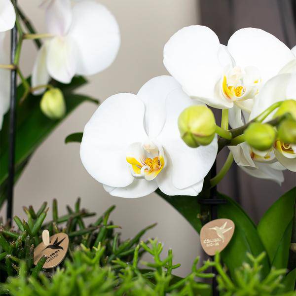Phalaenopsis Orchidee Weiß Niagara Fall – Ø12cm – ca. 55–60cm hoch – Blühende Zimmerpflanze mit großen Blüten – Elegante Orchidee als Deko & Geschenkidee 