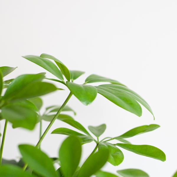 Schefflera Arb Nora – Birkenfeige – Zimmerpflanze + Korb Lissabon Schwarz – ↕70cm – Ø21cm – Handförmige Blätter – Kletterpflanze für Innenräume – Pflegeleicht & dekorativ 
