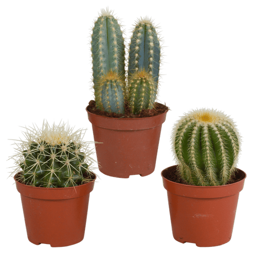 Kakteen Mix - Zimmerpflanzen - 8,5 cm - 3 Stück 