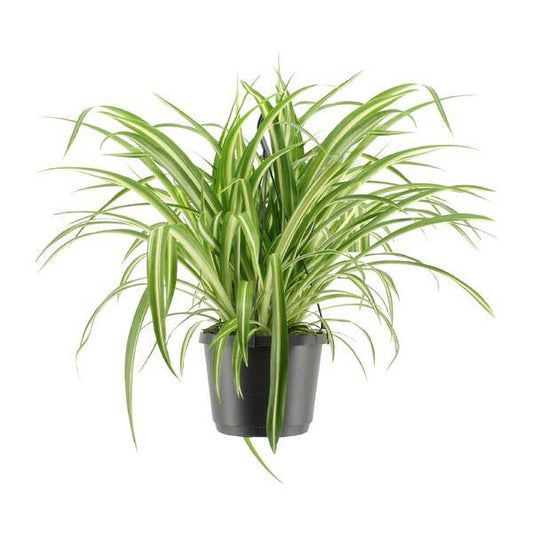 Grünlilie - Chlorophytum Comosum Variegatum - Zimmerpflanze - Ø17cm - ↕30cm 