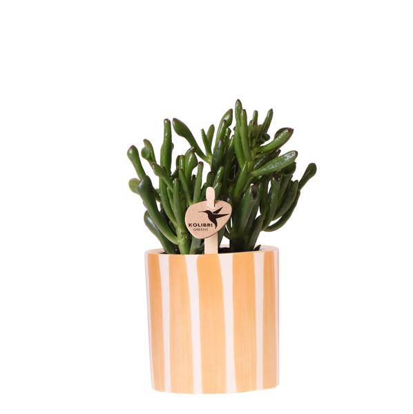 Crassula Hobbit Sukkulente – inkl. Painted Stripe Ziertopf Orange Ø9cm – Zimmerpflanze pflegeleicht im Keramiktopf 