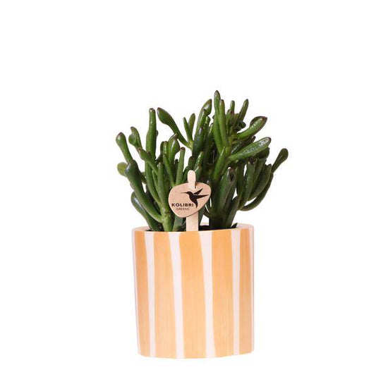 Crassula Hobbit Sukkulente – inkl. Painted Stripe Ziertopf Orange Ø9cm – Zimmerpflanze pflegeleicht im Keramiktopf 