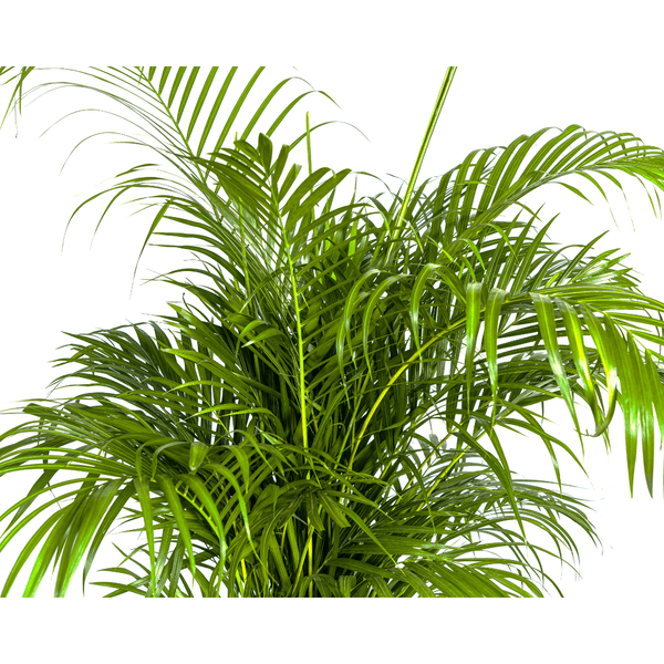 Dypsis Areca lutescens – Goldfruchtpalme – Zimmerpflanze – Ø27 cm – Höhe 150-170 cm – Tropische, federartige Blätter – Ideal für Wohnräume & Büro 