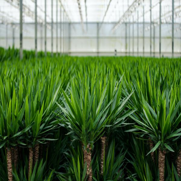 Yucca - Ø17cm - ↕90cm - Oasis of Life