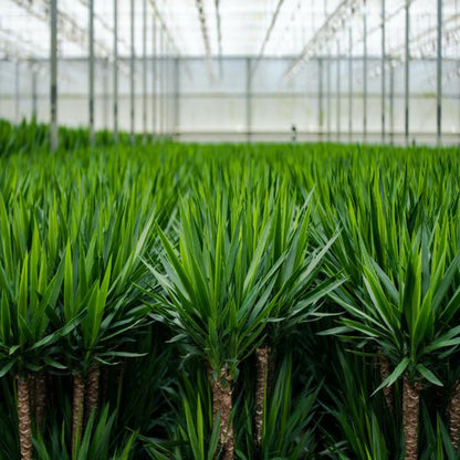 Yucca - Ø17cm - ↕90cm - Oasis of Life