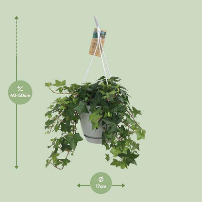 Hedera Helix Grün - Gemeiner Efeu - Hängetopf Basic - Zimmerpflanze - Ø17cm