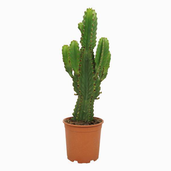 Euphorbia ingens - Kaktus-Wolfsmilch - Zimmerpflanze - Ø21cm