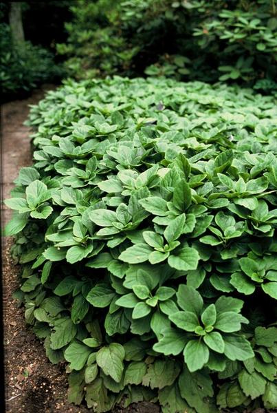 Japanischer Ysander - Pachysandra terminalis - ↕10-25cm - Ø9cm - 40 Stück