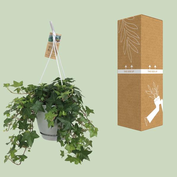 Hedera Helix Grün - Gemeiner Efeu - Hängetopf Basic - Zimmerpflanze - Ø17cm
