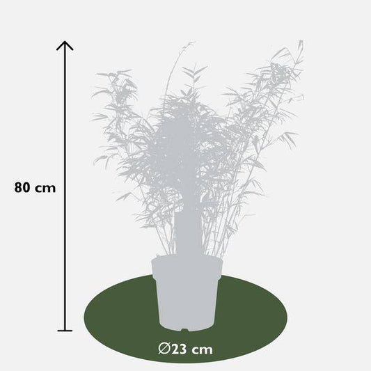 Schirmbambus - Fargesia rufa - Ø23cm - ↕80cm