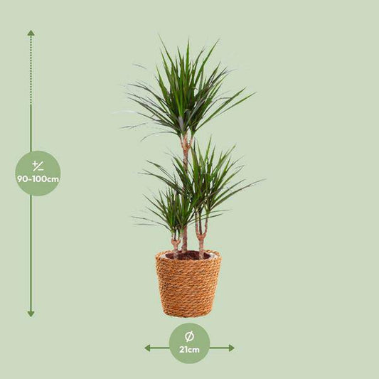 Drachenbaum - Dracaena Marginata - Zimmerpflanze - Ø21cm - ↕95cm 
