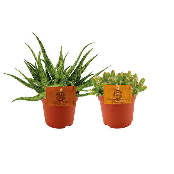 Aloe Spider - Hylocereus Undatus - Pflanzenset - Ø10.5cm - ↕15cm - 2 Stück 