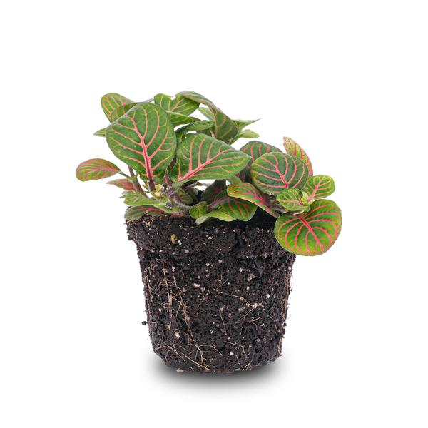 Fittonia Bubble Red – Mosaikpflanze – Zimmerpflanze – Terrarienpflanze – Ø8,5 cm – Tropische Pflanze mit roten & grünen Blättern – Helles Plätzchen ohne direkte Sonne 