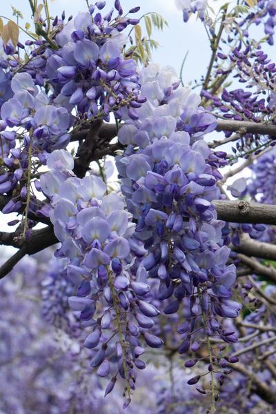 Chinesischer Blauregen - Wisteria sinensis 'Prolific' Glyzinie - Ø15cm - ↕65cm