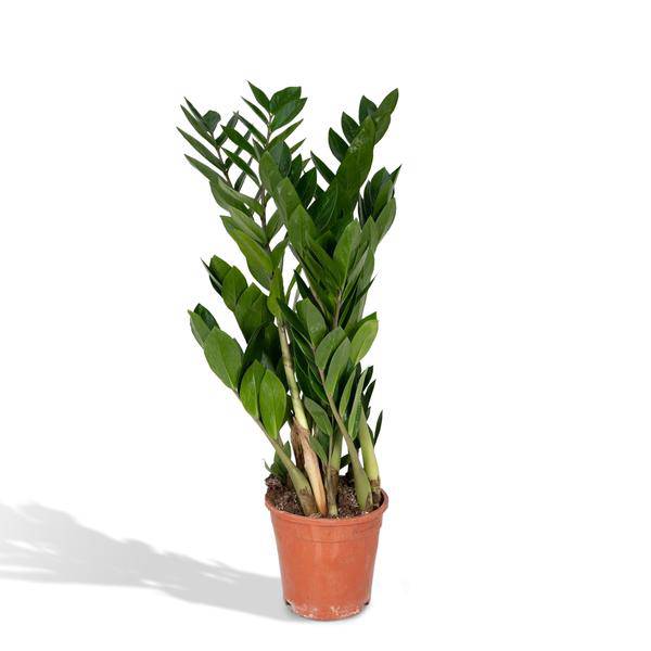 Zamioculcas Zamiifolia - Ø17cm - ↕70cm - Oasis of Life