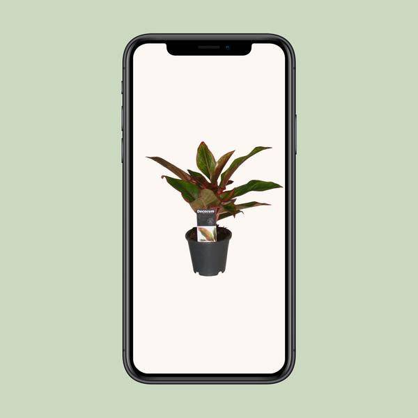 Kolbenfaden - Aglaonema Kreta - Zimmerpflanze - Ø12cm - ↕50cm